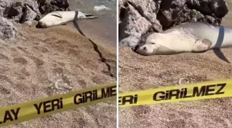 Sahil yüzmeye giden kişi, fok balığıyla karşılaştı! İşte o anlar