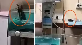 Yenidoğan ünitesinde fare dehşeti: İki bebek feci şekilde can verdi