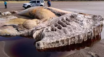 Kıyıya vuran 21 metrelik Deniz canlısının sırrı çözüldü