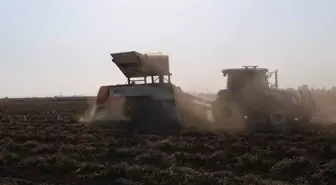 Hasat başladı, kilosu 60 liradan satılıyor
