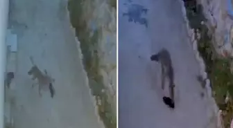 Tilki, kapının önündeki ayakkabıları alıp gitti