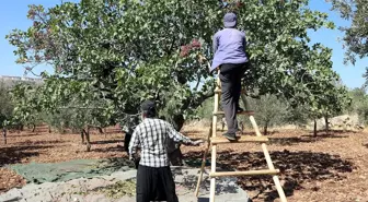 Tarlaya girenin yüzü düştü! Resmen yok senesi