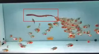 Pirana dolu akvaryuma canlı yılan attılar, sonuç dehşete düşürdü