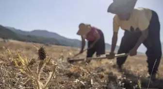 Tanesi 50, kilosu 5 bin lira! Bin bir emekle toplanıyor