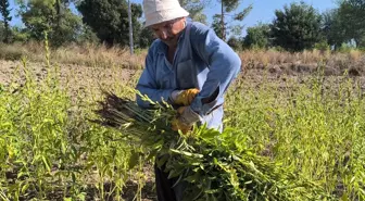 Susam üreticileri tepkili: 200 TL'nin altında teklif ederlerse baraja dökerim, balıklar yesin