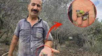 Kentin meşhur ürünü tehlikede! Bir milyon ağaçta meyve yok denilecek kadar az