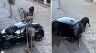 Kızgın boğa park halindeki aracı pert etti