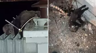 Elektrik kesintisinin nedeni 'ölü sansar' çıktı
