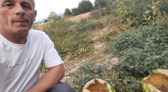 Hasada bir gün kala tarlaya giden çiftçi hayatının şokunu yaşadı! Sebebi şaşırttı