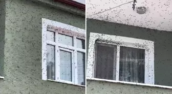 Kahverengi kokarca böceği mahalleyi sardı