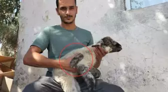 Yeni doğan kuzuyu gören üreticinin ağzı açık kaldı