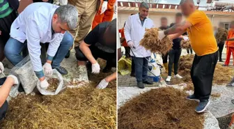 Hükümlüler cezaevinde yetiştirdi, kilosu 15 bin TL'den satılıyor