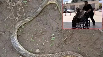 Piknik yaparken yılan saldırısıyla karşılaştı
