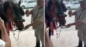 Düğünde ata alkollü içki içirdiler