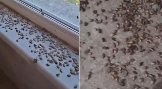 Kabus geri döndü! İki ilçeyi istila ettiler, evlerin içi korkunç halde