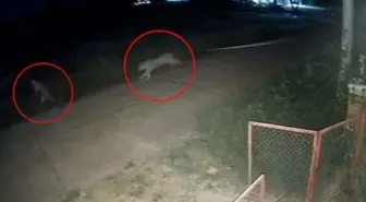 Zincirlerinden kurtulan aslan, 11 yaşındaki çocuğu ağır yaraladı