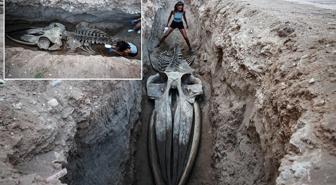 4 yıl önce gömülmüştü, topraktan çıkarılıyor! Boyu tam 14 metre