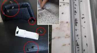 Kahverengi kokarca evleri istila etti! Uzmanlar üstüne basa basa uyardı