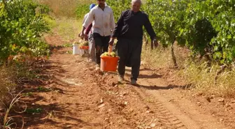 Üreticilere örnek oldu! Alternatif ürün baba-oğlu ihya etti