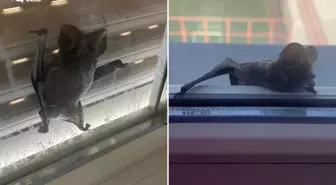 İki kardeş perdeyi açınca hayatının şokunu yaşadı