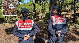 Sultan çiğdemini koparanlara 557 bin TL ceza