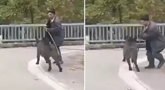 Sesleri duydu, dönüp arkasına bakınca şok yaşadı! Hala hayatta olması mucize