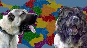 Karslılar ile Sivaslılar karşı karşıya: Kangal mı yoksa Kafkas çoban köpeği mi?