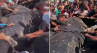 Gazze'de yaklaşık 10 metre uzunluğundaki dev balık karaya vurdu