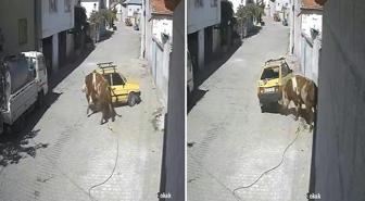 Ahırdan kaçan öfkeli boğa hıncını arabadan çıkardı