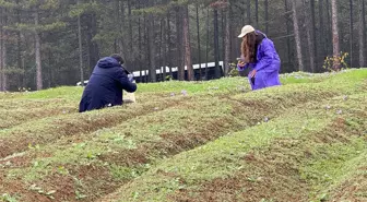 Kilosunun fiyatı 600 bin TL'ye çıktı, görmek isteyen tarlaya akın etti
