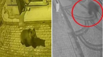 Aç kalan ayı sokaklara indi, köpekler kovaladı! İlginç anlar kameralarda