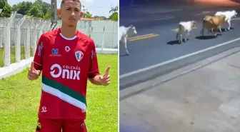 Ölüm anı kamerada! Başıboş inekler, genç futbolcuyu hayattan kopardı