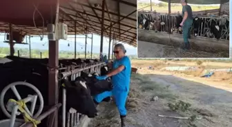 Aydın'da şap hastalığı kabusu! Çok sayıda mahalle karantinaya alındı