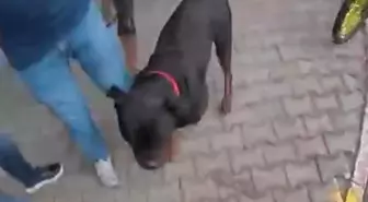 Sokakta ağızlıksız gezdirilen 'Rottweiler' cinsi köpek dehşet saçtı