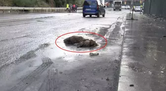 İstanbul'da göle dönen yolda yaban domuzu boğuldu