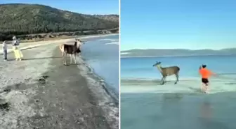 Nesli tehlikedeki kızıl geyik plajda görüntülendi