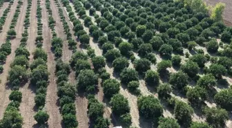 Mandalina tarlada tek haneye düştü, marketten 70 liraya alıyoruz