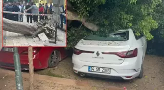 Devrilen ağaç araçları ezdi geçti!