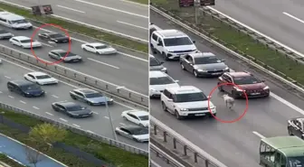 Nereden çıktığını kimse anlamadı! Trafiği birbirine kattı