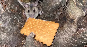 Nesli tükenmekte olan fareyi lokumlu bisküviyle besledi
