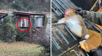 Anne, çocuklarını korumak için hastalıklı maymunu öldürdü