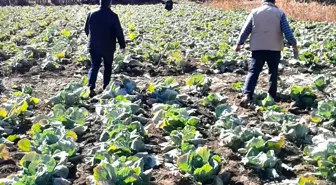 Tarlalarda hırsızlık alarmı! Köylüler nöbete başladı