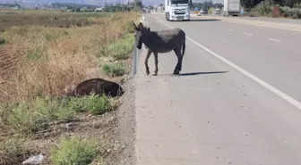 Yürek yakan anlar! Saatlerce annesinin başında ağladı