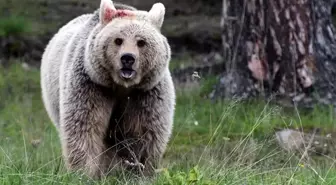 Japonya, ayı saldırılarına karşı polis memurlarına silah kullanma izni verdi