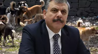 Erzurum Valisi Çiftçi: İl genelindeki sahipsiz hayvanların hepsi toplandı