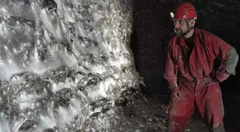 Dünyanın en büyük örümcek ağı keşfedildi