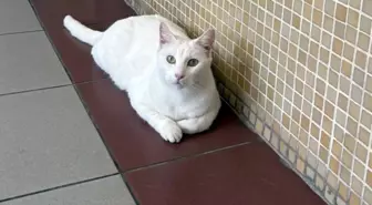 Bakırköy Cumhuriyet Başsavcılığı'ndan tartışma yaratacak 'kedi' kararı