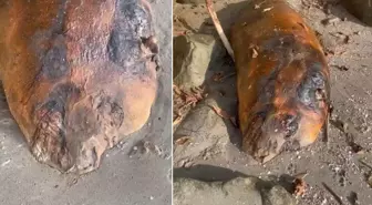 Marmara sahiline vuran gizemli canlı! Kimse ne olduğunu anlamadı