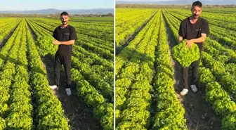 Çiftçi böyle isyan etti: Satarsam şerefsizim, koyunları otlatacağım