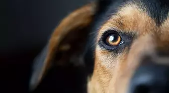 Sıra dışı kaza: Köpek sahibini vurdu